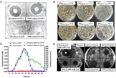 Alcaligenes ammonioxydans HO-1 antagonizes Bacillus velezensis via hydroxylamine-triggered population response